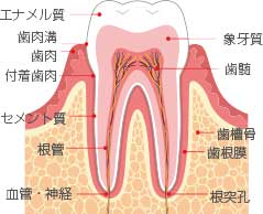 歯と歯茎の物質構成図イラスト
